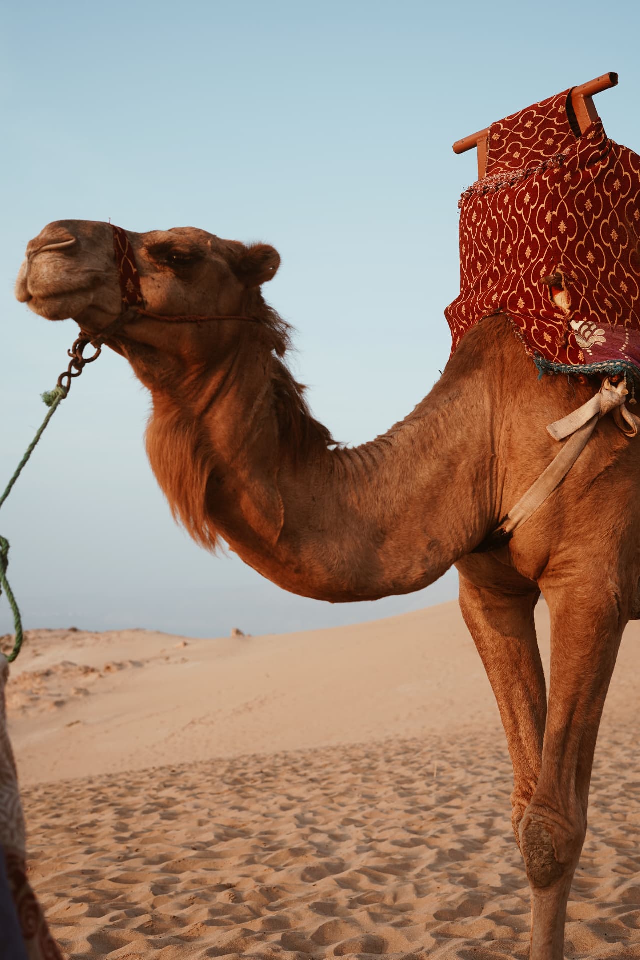 Dromadaire harnaché d'un tapis rouge brodé sur les dunes au soleil couchant