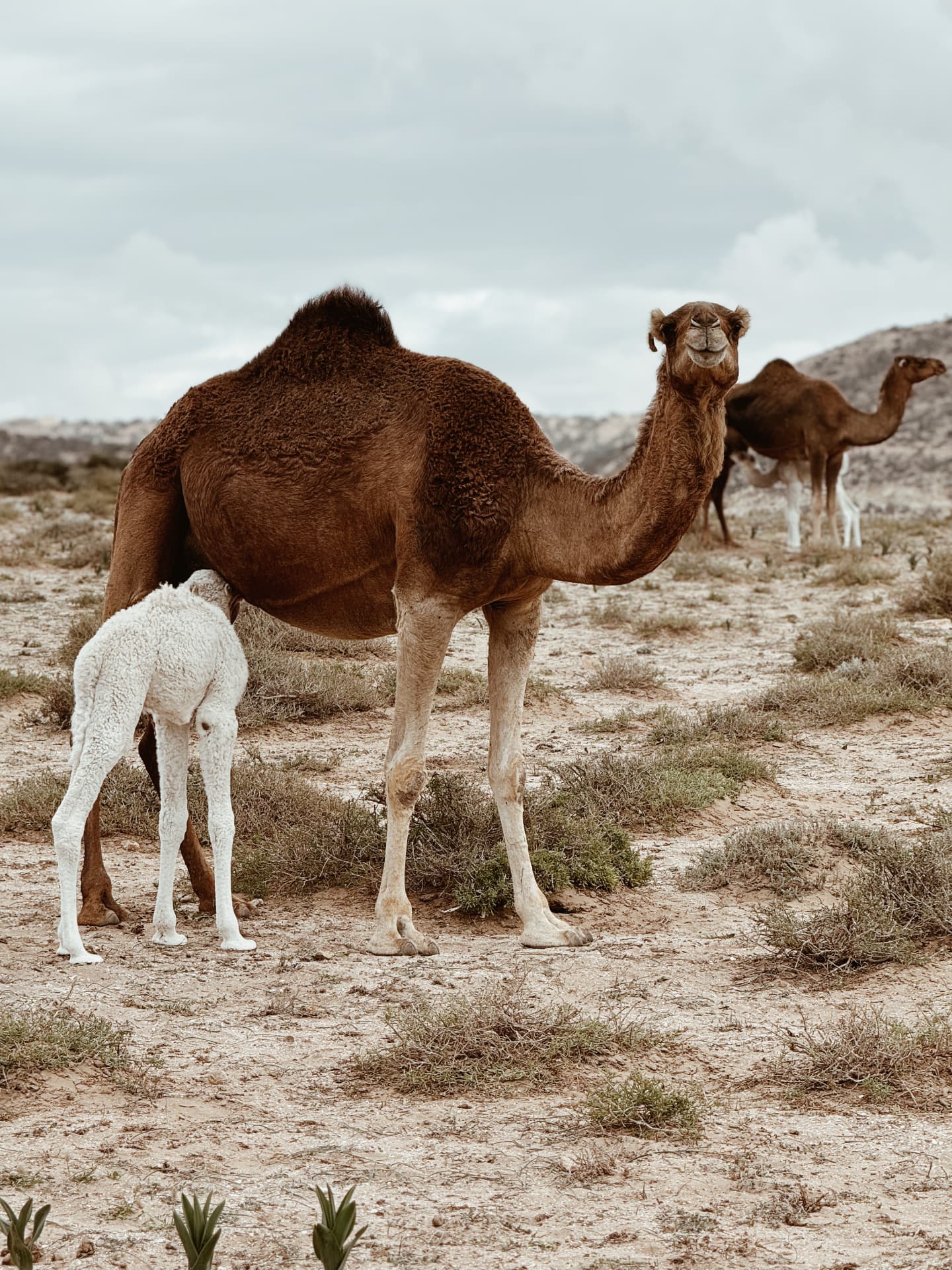 Dromadaire brun et son petit blanc dans une plaine désertique
